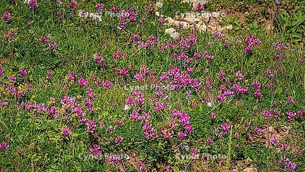A panoramic view of meadow grasses and flowers growing on the Bolshoy Bermamyt plateau, nature, at daytime, Stavropol Krai, Russia [IBR125448852]