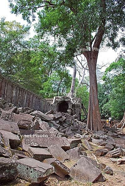 Khmer Angkor Wat temple complex, strangle fig, 'Spung', Tetrameles nudiflora, Datiscaceae, Ta Prohm temple, Cambodia [IBR125448858]