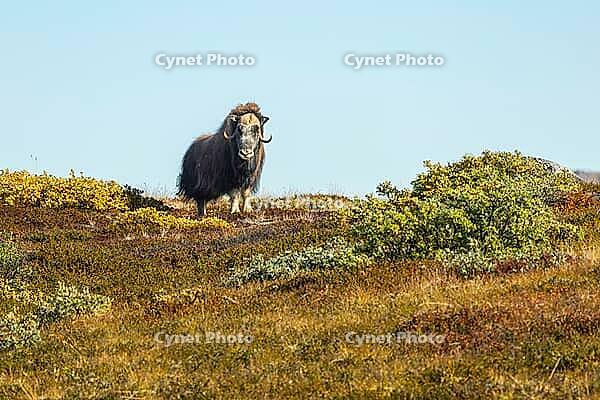 Musk ox (Ovibos moschatus) in the Arctic tundra, mammals (Mammalia), autumn colours, Kangerlussuaq, West Greenland, Greenland [IBR125448860]