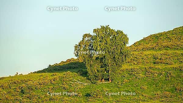 A panoramic aerial view of the Berezovsky gorge covered with dense vegetation, at daytime, without people, Kislovodsk, Stavropol Krai, Russia [IBR125448861]