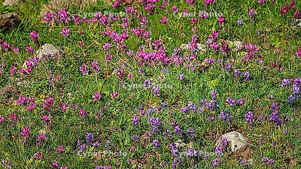 A panoramic view of meadow grasses and flowers growing on the Bolshoy Bermamyt plateau, nature, at daytime, Stavropol Krai, Russia [IBR125448862]