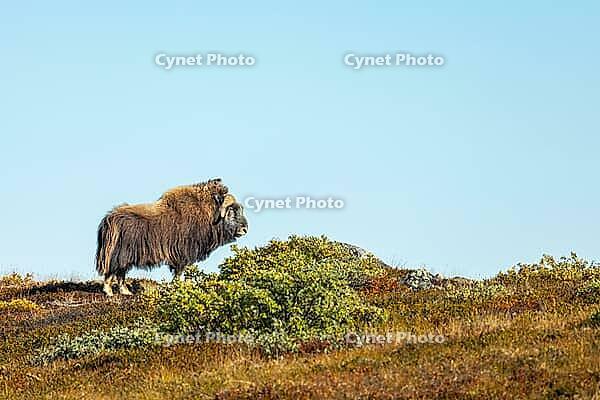 Musk ox (Ovibos moschatus) in the Arctic tundra, mammals (Mammalia), autumn colours, Kangerlussuaq, West Greenland, Greenland [IBR125448866]