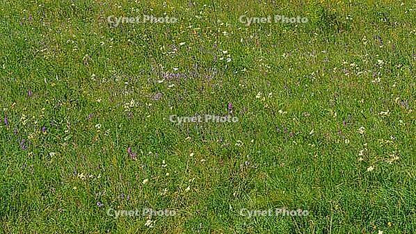 A panoramic view of meadow grasses and flowers growing on the Bolshoy Bermamyt plateau, nature, at daytime, Stavropol Krai, Russia [IBR125448867]