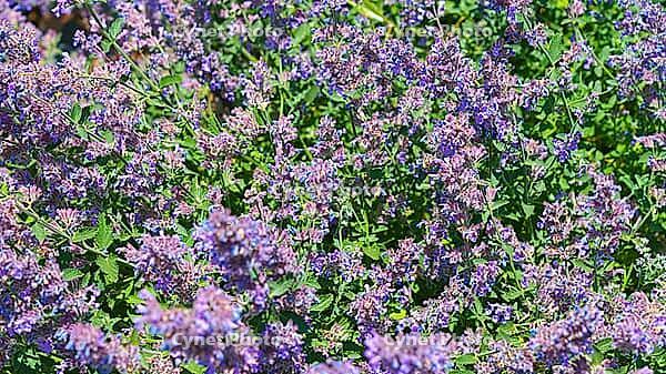 A close-up view of the purple flower of the Nepeta racemosa plant, one of the varieties of catnip, at daytime, Stavropol Krai, Russia [IBR125448869]