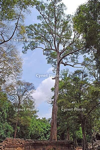 Khmer Angkor Wat temple complex, strangle fig, 'Spung', Tetrameles nudiflora, Datiscaceae, Ta Prohm temple, Cambodia [IBR125448870]