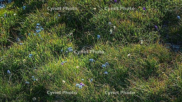 A panoramic view of meadow grasses and flowers growing on the Bolshoy Bermamyt plateau, nature, at daytime, Stavropol Krai, Russia [IBR125448871]