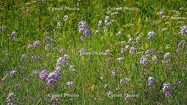 A panoramic view of meadow grasses and flowers growing on the Bolshoy Bermamyt plateau, nature, at daytime, Stavropol Krai, Russia [IBR125448873]