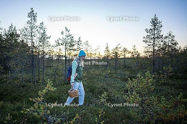 Woman walking out of autumn forest at twilight with basket full of mushrooms in hand. Female hiking in woods alone and enjoying nature, returning home after gathering seasonal forage in fall at dusk [IBR125462037]