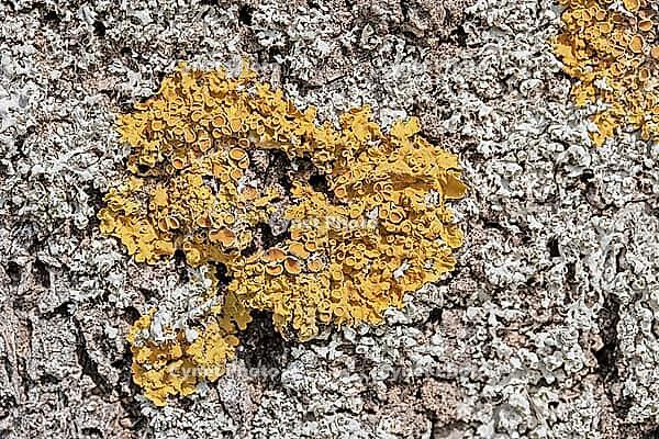 Yellow lichen Xanthoria parietina on tree bark [IBR125462038]