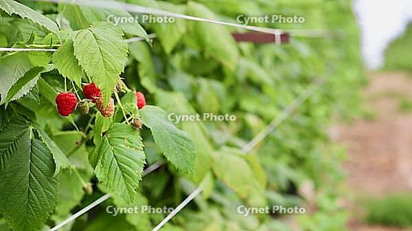 A close-up on a cluster of ripe and unripe raspberries hanging from a vibrant green cane, supported by trellis wires, with a blurry farm row in the background. [IBR125462044]