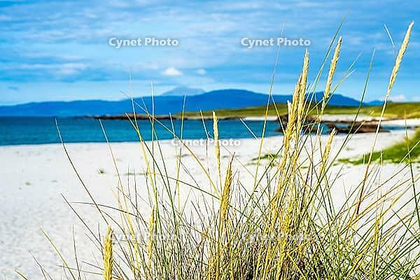Near Wild Grass by White Sand Beach [IBR125462045]