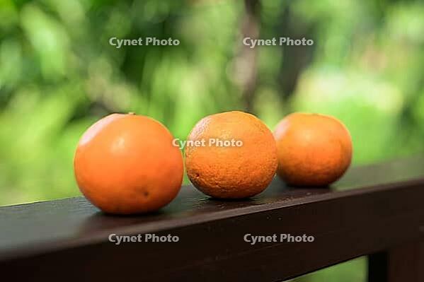 Three resh oranges with tropical leaves background representing healthy nutrition and vitamin-rich lifestyle [IBR125462047]