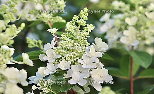 A close-up of a beautiful white and light green hydrangea paniculata flower cluster with soft petals and buds, bathed in natural light [IBR125462048]