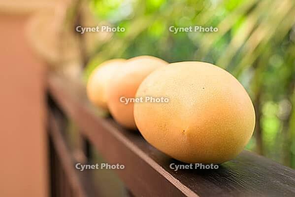 Fresh ripe mangoes with tropical leaves background representing healthy nutrition and summer lifestyle [IBR125462049]