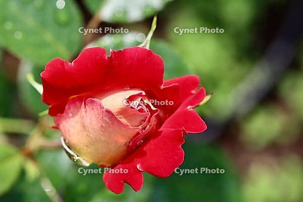Beautiful red yellow rose with dew drops in the garden. Ideal for greeting cards [IBR125462060]