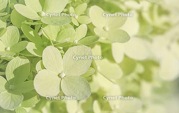 Background of white green petals of Hydrangea or Hydrangea close-up. Soft focus [IBR125462070]