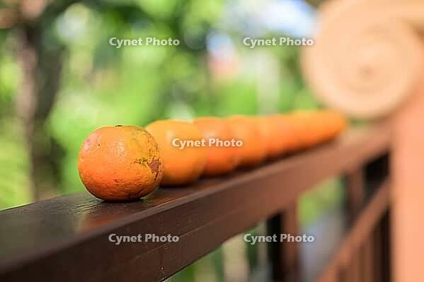 Many Fresh oranges with tropical leaves background representing healthy nutrition and vitamin-rich lifestyle [IBR125462071]