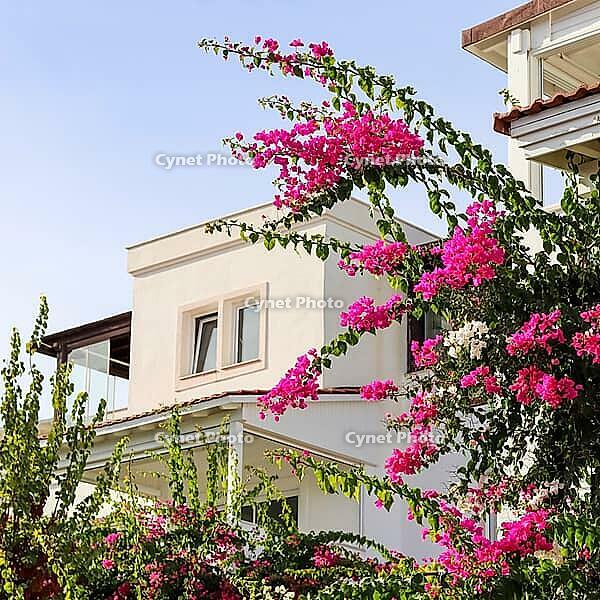 Beautiful pink and white begonville flowers on traditional summer house in Bodrum Turkey. Mediterranean plants in the garden [IBR125462074]