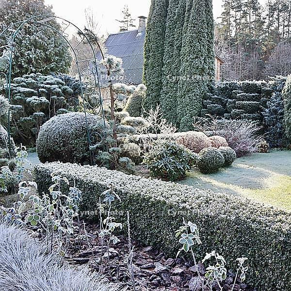 Garden hedges and intricately shaped topiary plants covered with glistening hoarfrost, creating a beautiful cold winter landscape [IBR125462079]