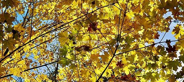 Looking up at vibrant golden yellow maple leaves on branches, creating a beautiful autumn background against bright blue sky [IBR125462080]