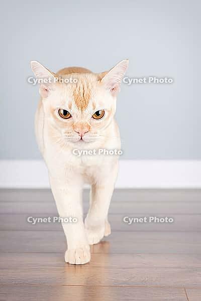 A cream-colored European Burmese cat strolls in a hallway against a minimalist blue wall. Purebred cat (a pedigree Burmese) is caught in motion, showing its slender short-haired coat and curious expression [IBR125462082]