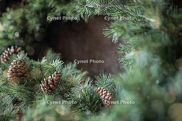 Border of green fir tree with pine cones [IBR125462083]