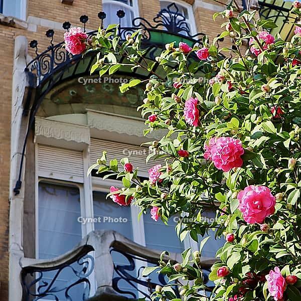 Vibrant pink camellia flowers in full bloom next to the Art Nouveau facade and wrought iron balcony of a historic European apartment building on a sunny day. [IBR125462090]