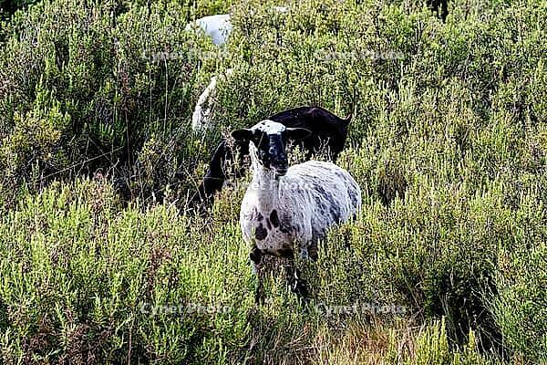 Spotted sheep in dense scrub, surrounded by nature, sheep (Ovis), domestic sheep (Ovis gmelini aries) (or historically Ovis aries), rosemary (Salvia rosmarinus, synonym: Rosmarinus officinalis), Maestrazgo (Maestrat, Alto Maestrazgo, l'Alt Maestrat), Los  [IBR125462092]