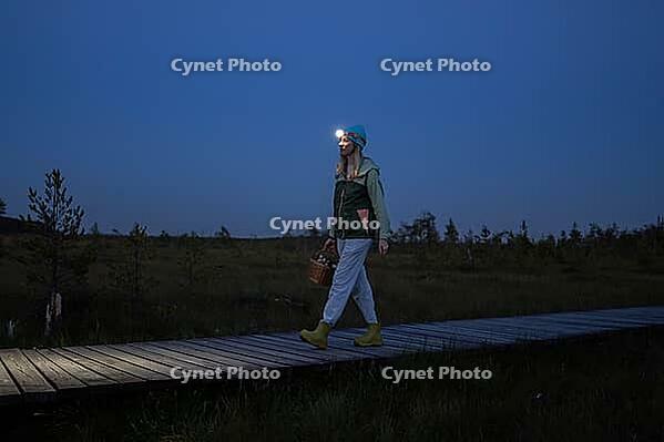 Woman forager walks through peat bog at wooden path at dusk, lighting her way with headlamp on head, returning from autumn wetland with basket full of mushrooms. Foraging wild food [IBR125462095]