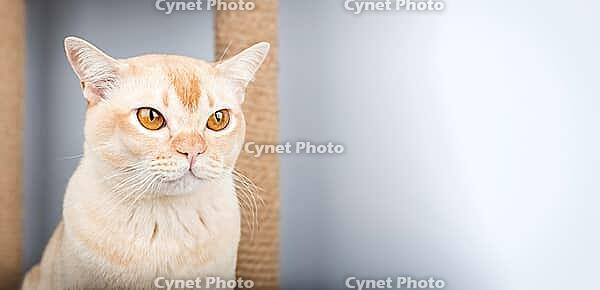 A close-up of a cream-colored Burmese cat with amber eyes. The cat sits at a scratching post against a light background with copy space. Concept for pets, comfort, and advertising [IBR125462102]