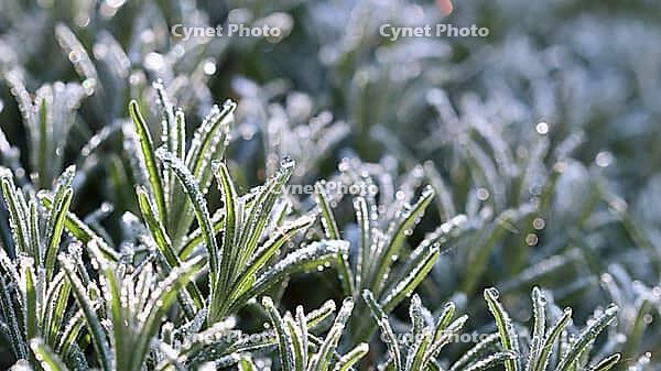 A vibrant macro shot of needle lavender leaves coated in sparkling hoarfrost and dew drops, glistening in the soft, bright morning sunlight. [IBR125462107]