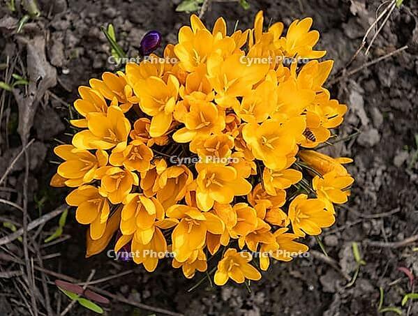 Yellow crocus flowers bloom in a vibrant cluster, signaling spring's arrival and new growth, attracting bees actively collecting pollen from blooming petals in rich, dark soil [IBR125462112]