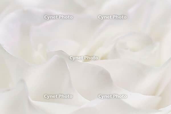 Abstract floral background, white rose flower petals, soft focus. Macro flowers backdrop for holiday brand design [IBR125462115]