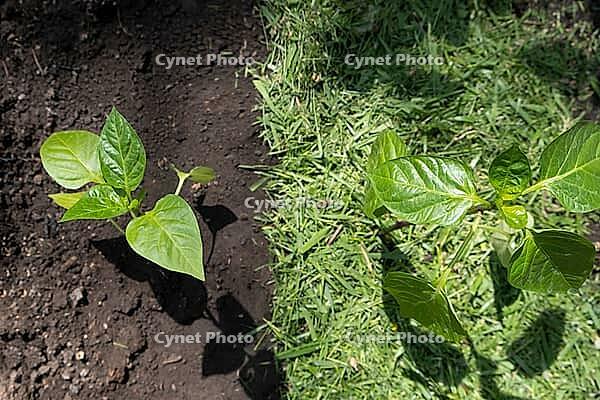 This image captures the process of enhancing vegetable garden soil with organic mulch from freshly mown lawn grass. Tomato seedlings. The technique of applying a layer of organic material to the upper soil not only helps maintain moisture and reduce weeds [IBR125462116]