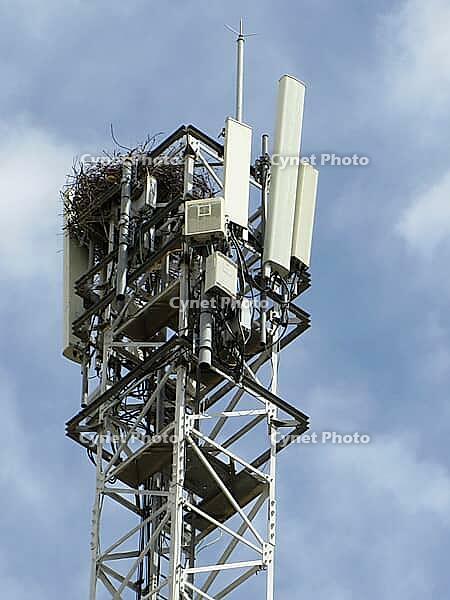 Birds building a substantial nest on a modern cell tower against a blue sky [IBR125462119]