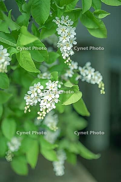 Cherry blossoms to mark the beginning of spring. Flowers composition for Valentine's Day, mothers day, woman day concept [IBR125462123]