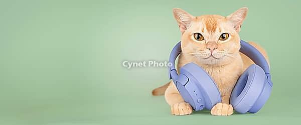 A ginger domestic cat with large wireless headphones sits against a green background. Studio portrait with space for text, concept of music, podcasts, audio, entertainment and creative content [IBR125462124]