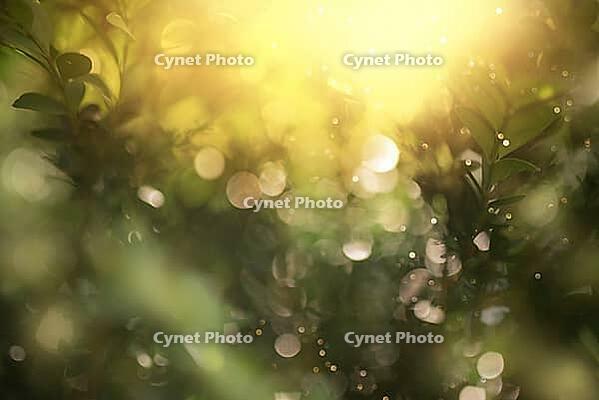 Defocused bokeh, twinkling lights vivid color blurred bokeh leaf background. Abstract nature and soft clay color style [IBR125462132]