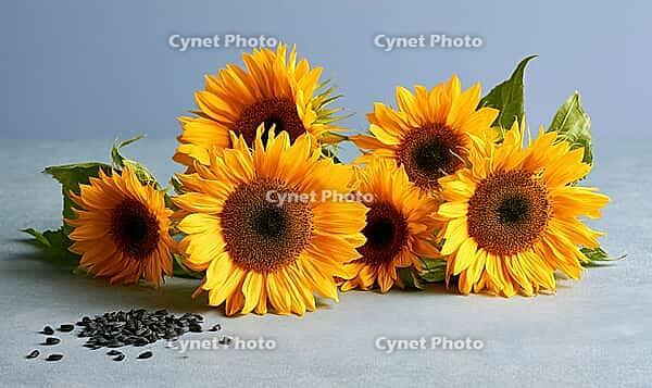 Vibrant sunflowers with black seeds scattered nearby. Flowers display bright yellow petals and dark centers, AI generated [IBR125472279]