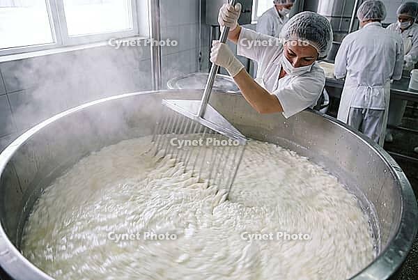 Industrial dairy processing of fresh milk curd in large stainless steel vats, hygienic manual curd cutting with harp rakes, rising steam over warm liquid, dairy factory workers in sterile protective overalls, sanitary headwear, face coverings, rubber glov [IBR125472288]
