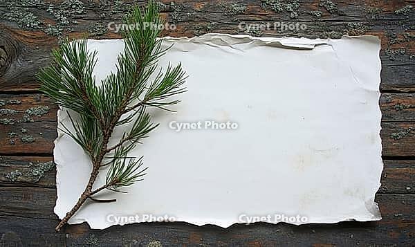 A bare pine branch lying on a sheet of white paper, placed on a rustic wooden table, AI generated [IBR125472338]