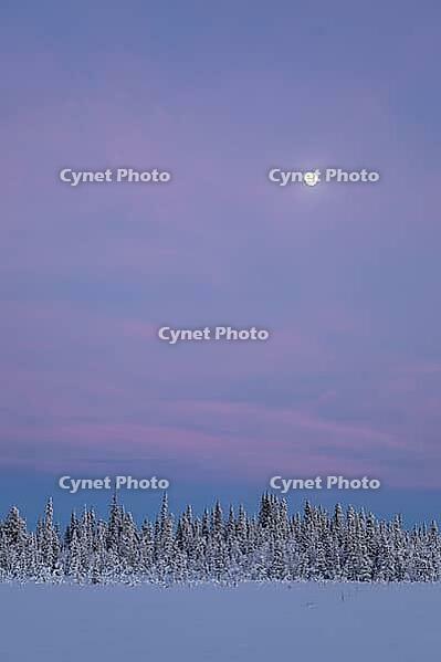 Snowy forest in twilight, Muddus National Park, UNESCO World Heritage Laponia, Norrbotten, Lapland, Sweden, January 2025 [IBR125492338]