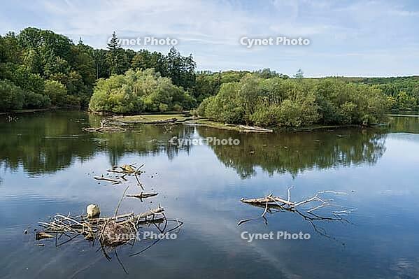 Möhneaue nature park Reserve, Möhnesee, Totholz im Wasser, Völlinghausen, Arnsberger Wald Nature Park, Westphalia, North Rhine-Westphalia, Germany [IBR125492345]