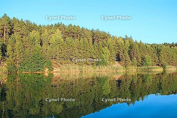Pine forest reflection in calm lake water at sunset golden hour. Warm sunlight illuminates the dense evergreen trees and sandy shore. peaceful summer landscape showing pristine natural beauty [IBR125492354]