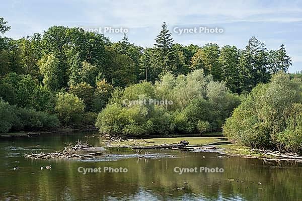 Möhneaue nature park Reserve, Möhnesee, Totholz im Wasser, Völlinghausen, Arnsberger Wald Nature Park, Westphalia, North Rhine-Westphalia, Germany [IBR125492355]