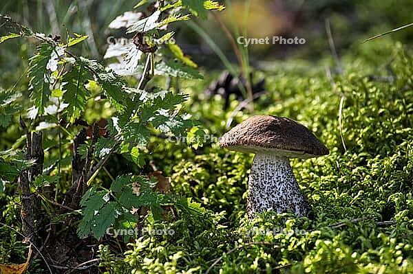 A single birch bolete mushroom stands out against a vibrant carpet of moss, surrounded by green leaves and dappled sunlight in a woodland setting [IBR125492367]