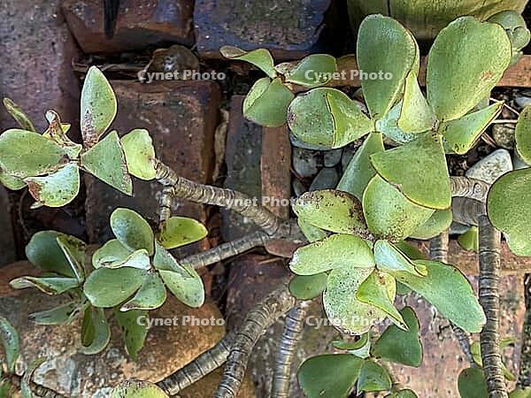 Crassula ovata succulent with thick paddle leaves and woody stems growing among aged bricks and pebbles [IBR125492372]