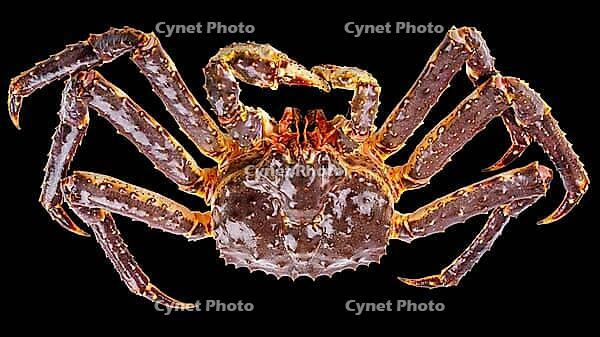 Large live king crab isolated on black background [IBR125492376]