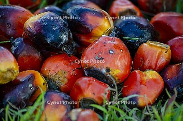 Close from ripe red oil palm fruit after harvest. Investment concept [IBR125492381]