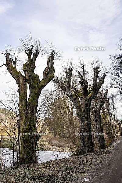 Lime trees near Lämberg (Lembersko) cut in winter 1 [IBR125492389]